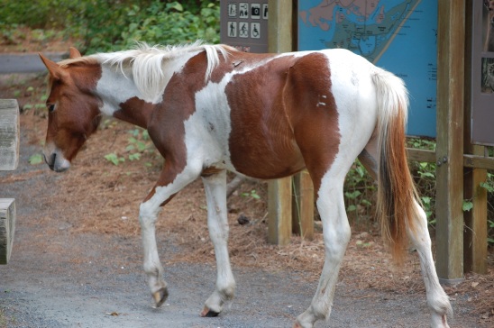 Chincoteague pony