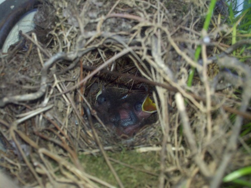 bird nest with babies